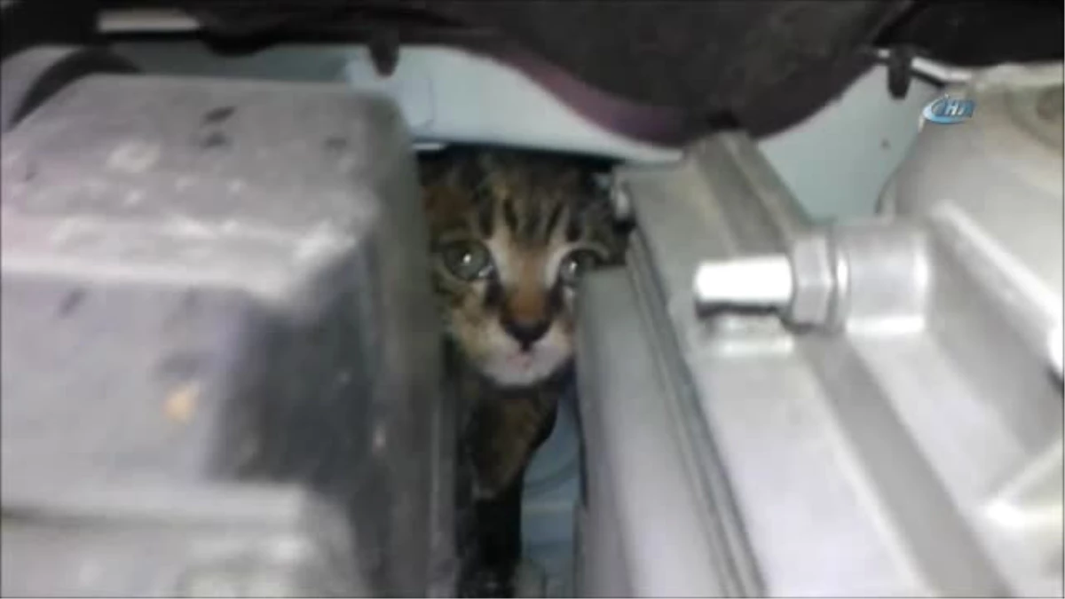 Motora Giren Yavru Kedi Sıkıştığı Yerden 3 Saat Sonra Çıkarılabildi