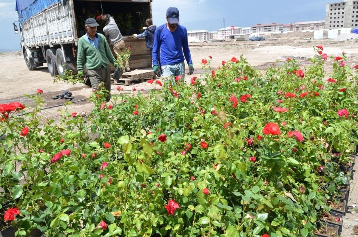 Palandöken Belediyesi\'nde 60 Bin Çiçek ve 5 Bin Gül Toprakla Buluşuyor