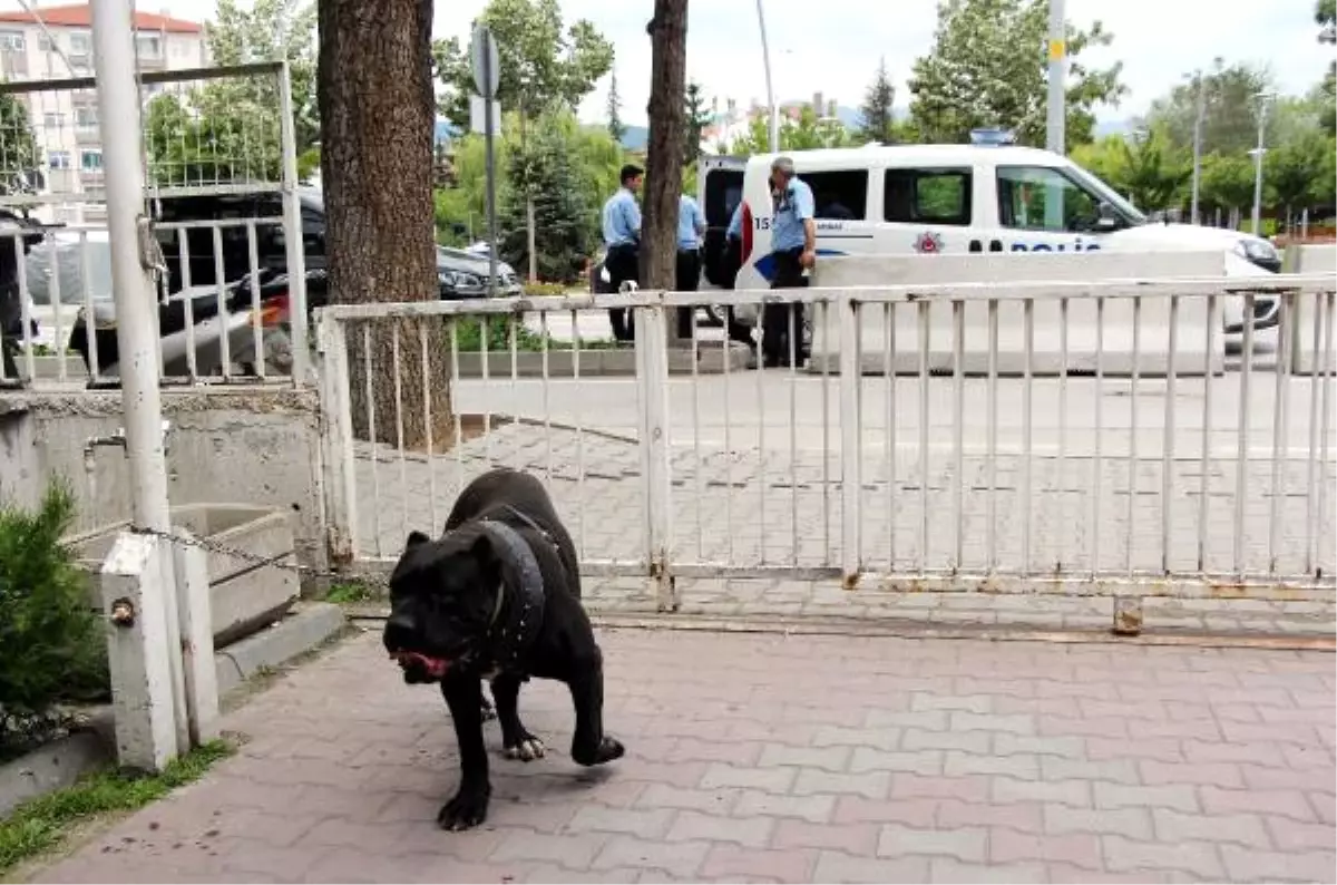 Pitbull Sanılan Köpek Korkuttu