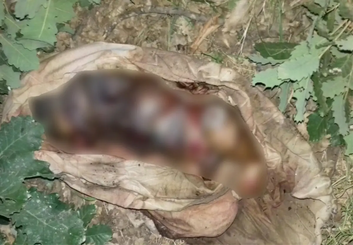 Şemdinli\'de Yeni Doğmuş Erkek Bebek Cesedi Bulundu