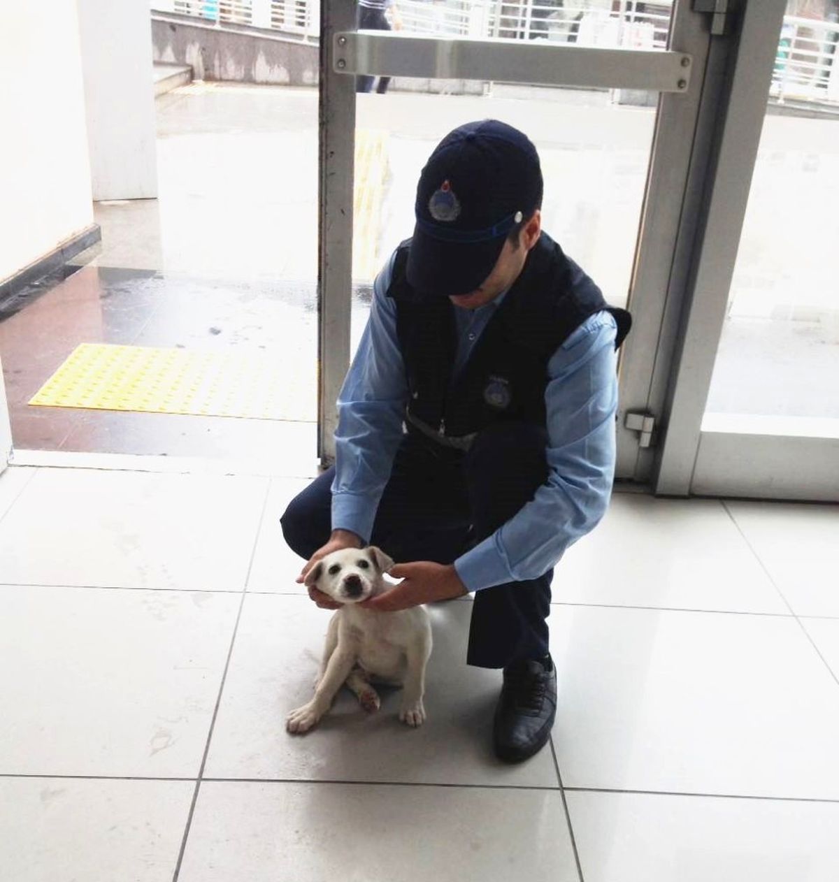 Yaralı Köpeğe Zabıta Sahip Çıktı