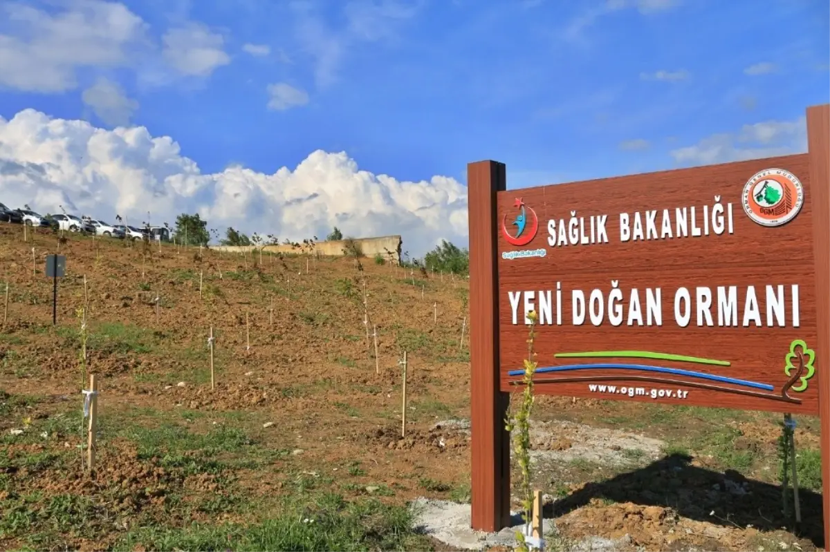 Yeni Doğan Ormanı" Sinop\'ta Filizlendi