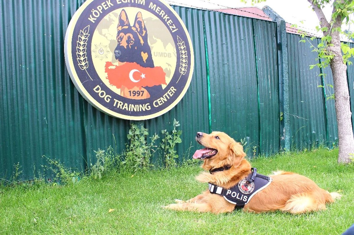 3. Havalimanı İçin Hassas Burunlar Gölbaşı\'nda Yetişiyor