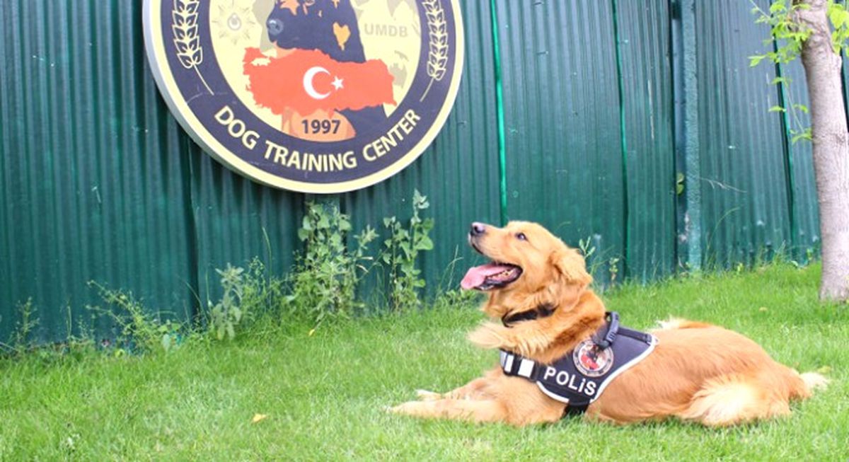 3. Havalimanı İçin Hassas Burunlar Gölbaşı\'nda Yetişiyor