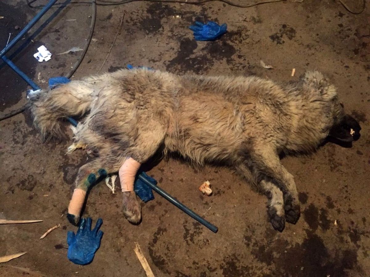 Ayakları Kırılan Köpeğe Hayvanseverler Sahip Çıktı
