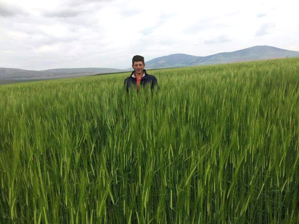 Yağışlar Buğdayda Rekor Verim Getirecek