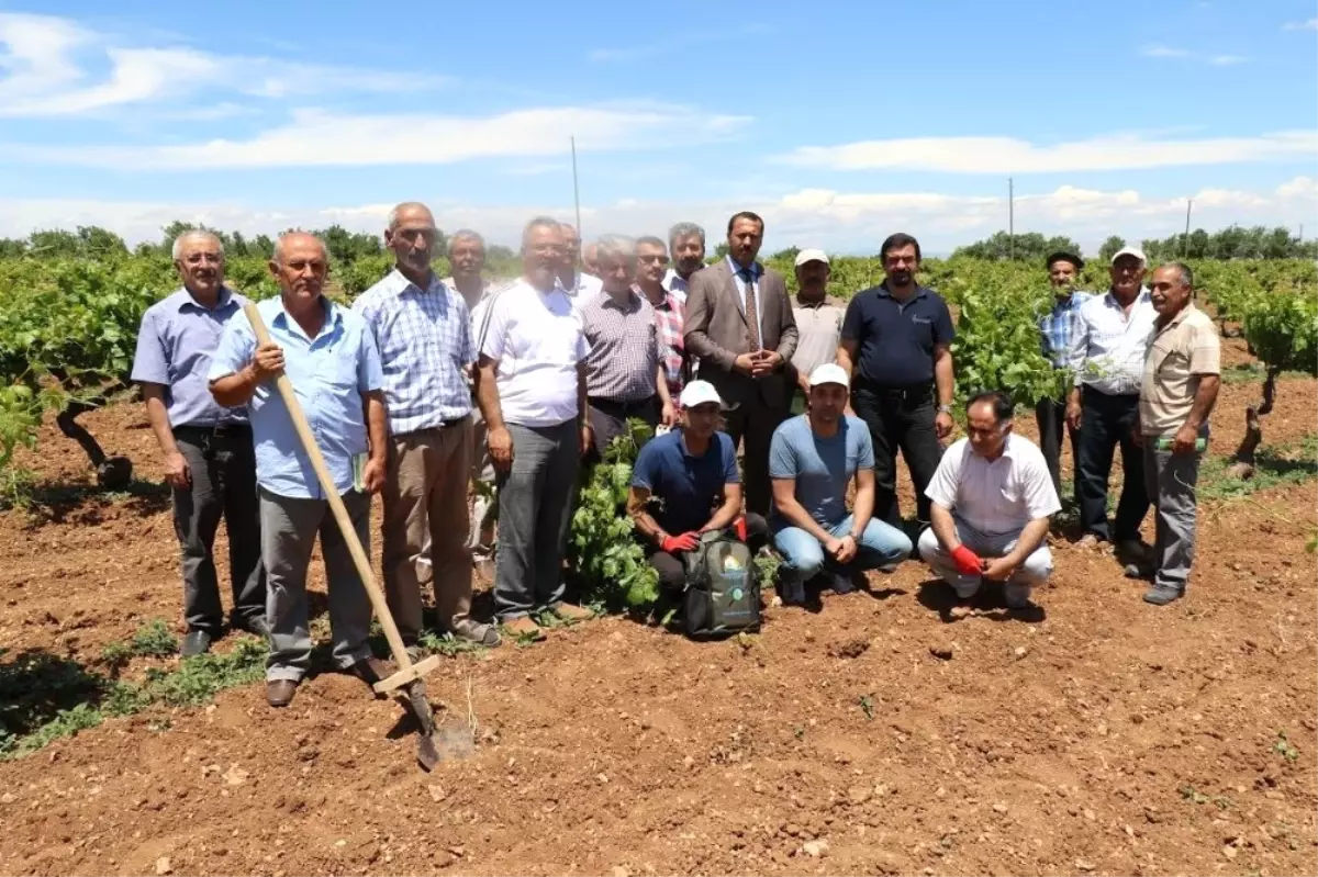 Elazığ\'da Üzüm Yetiştiricilerine Kurs