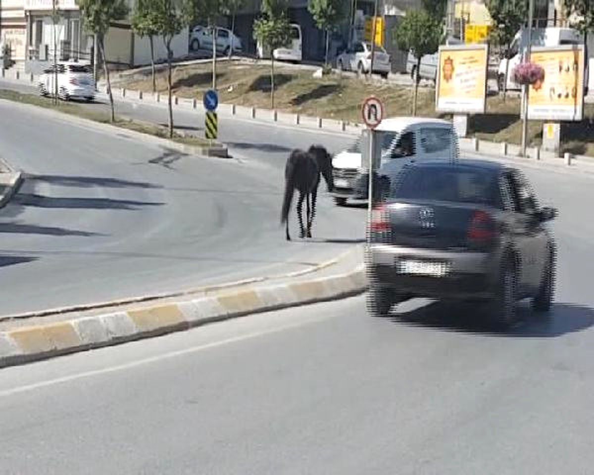 Esenyurt\'a Caddeye İnen Başıboş At Trafiği Tehlikeye Soktu