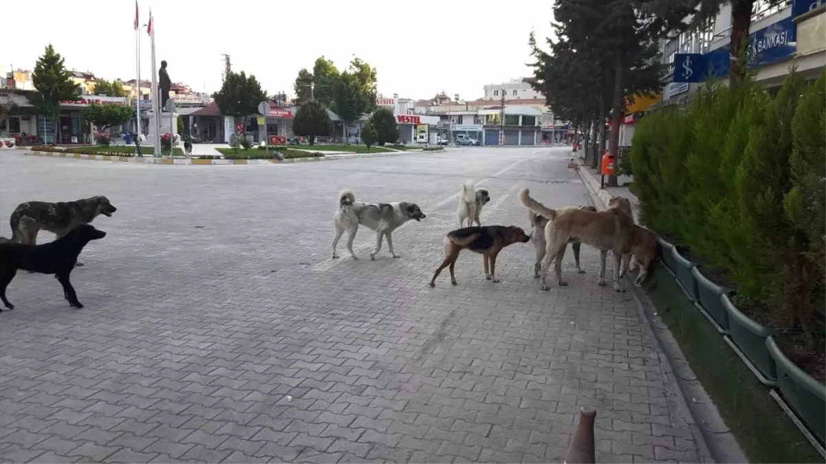 Köpeklerle Başa Çıkılamıyor