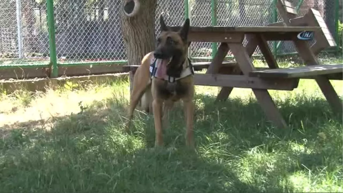 Narkotik Köpeği Galia, Binlerce Genci Zehirlenmekten Kurtardı