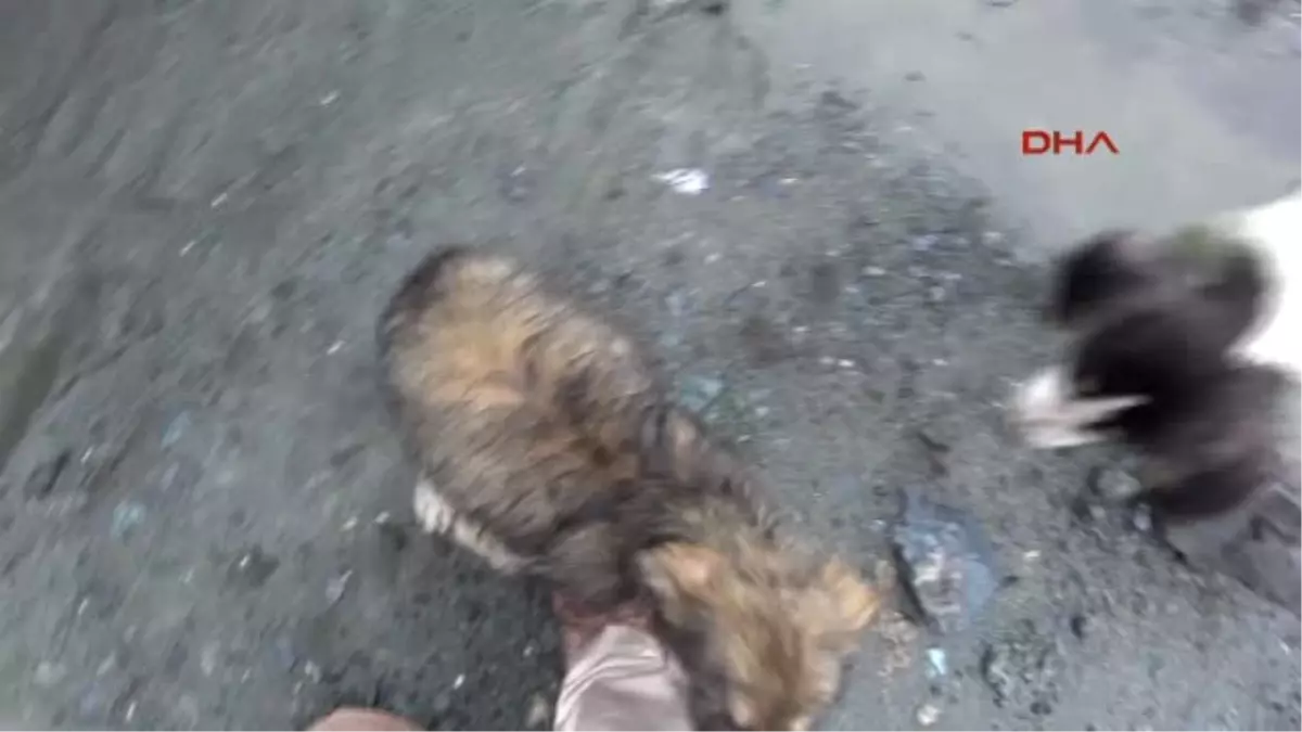 Rize Yavru Köpekler Taş Ocağına Terk Edildi