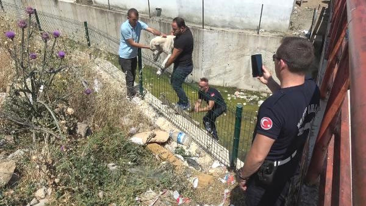 Su Kanalına Düşen Köpeği Zabıta Kurtardı