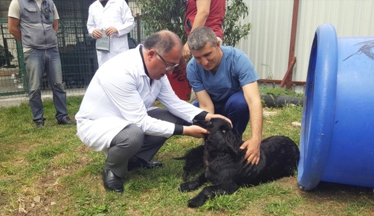 Yalova\'da Köpeklerin Zehirlenerek Öldürüldüğü İddiası