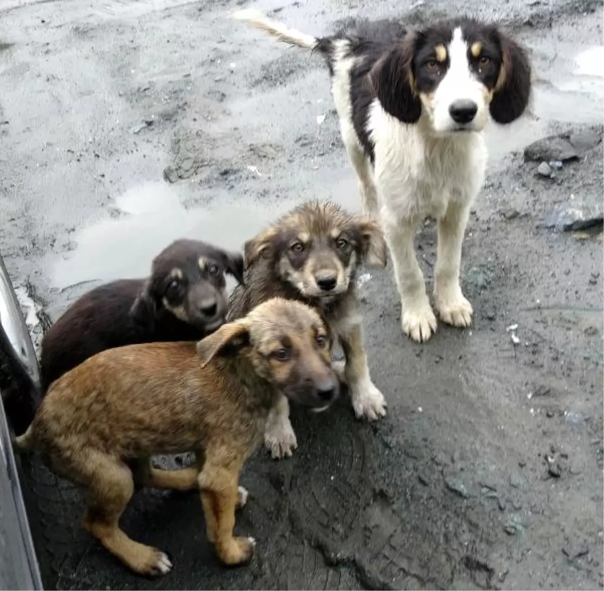 Rize\'de Taş Ocağına Terk Edilen Yavru Köpekler Yaşam Mücadelesi Veriyor!