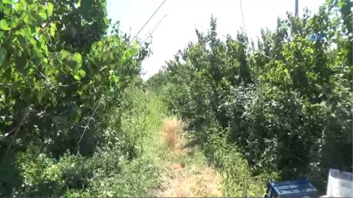 Amik Ovasında Pamuk ve Buğday, Yerini Meyve Bahçelerine Bırakıyor