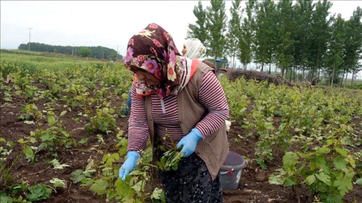 Avrupa \'Erbaa Asma Yaprağını\' Sevdi