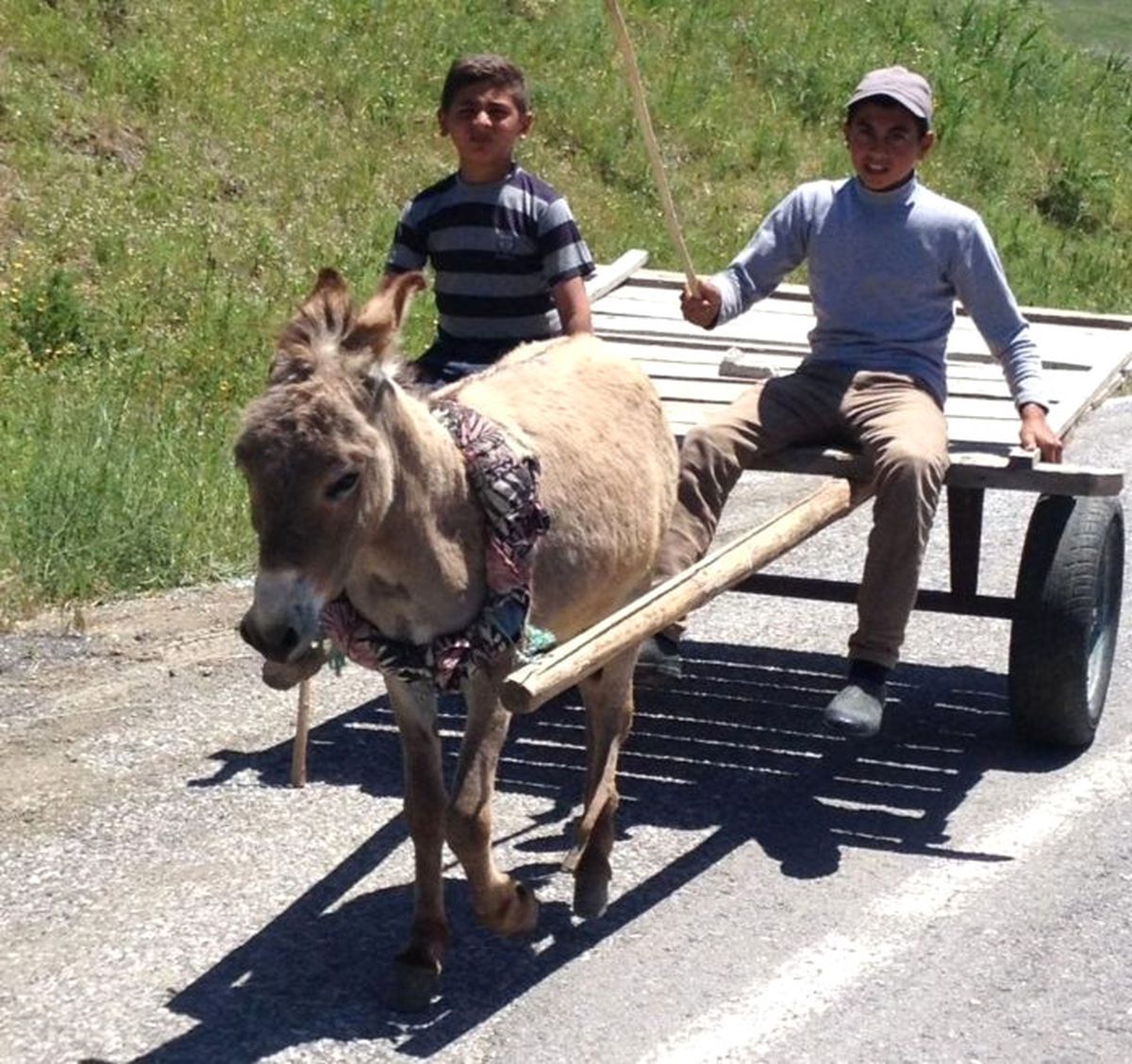 Bu Hayvanlar Varto\'da İnsan Gücüne Güç Katıyor