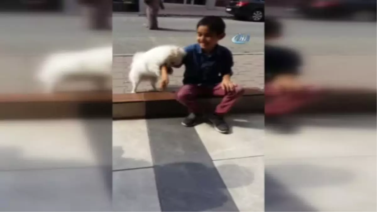 Esenyurt\'ta Köpek Hırsızları Kamerada