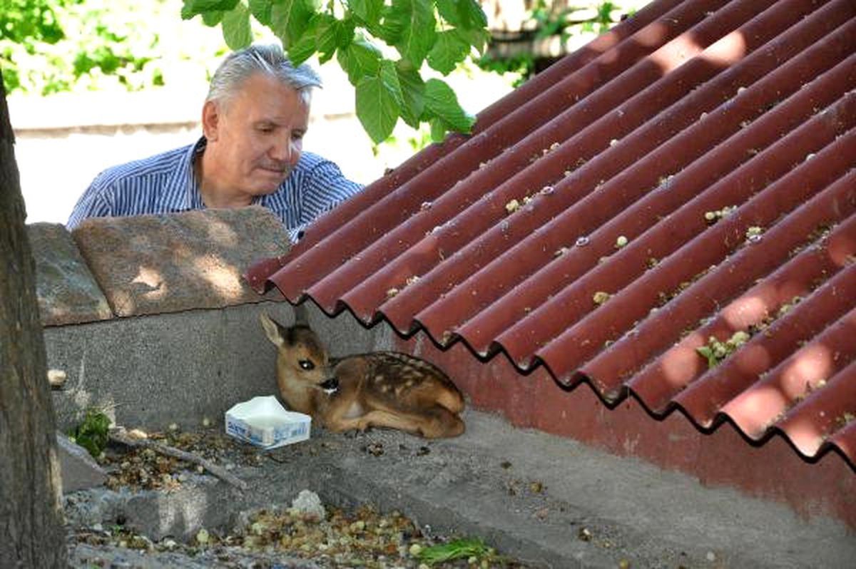 Ormanda Annesini Kaybeden Yavru Karaca 10 Gün Sütle Beslendi