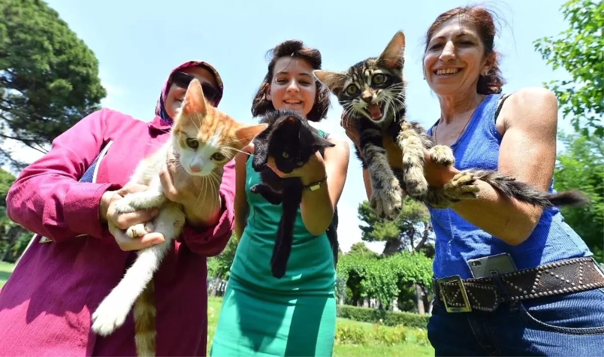 Sokak Kedileri ve Köpekleri Yeni Yuvaya Kavuşuyor