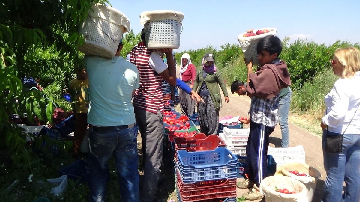 Amik Ovasında Pamuk ve Buğday, Yerini Meyve Bahçelerine Bırakıyor