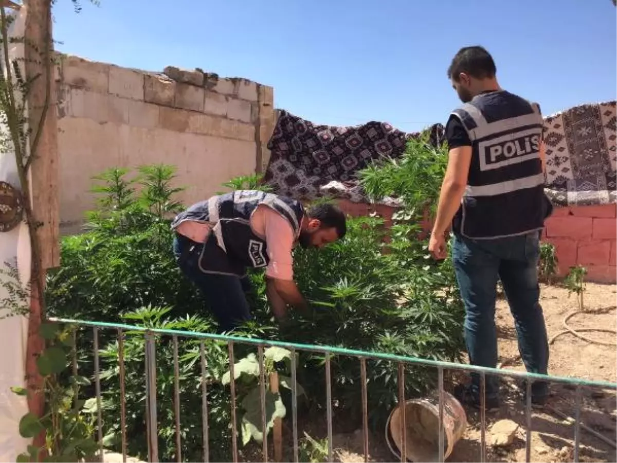 Evin Damına Ekilen 90 Kök Hintkenevirine 2 Gözaltı