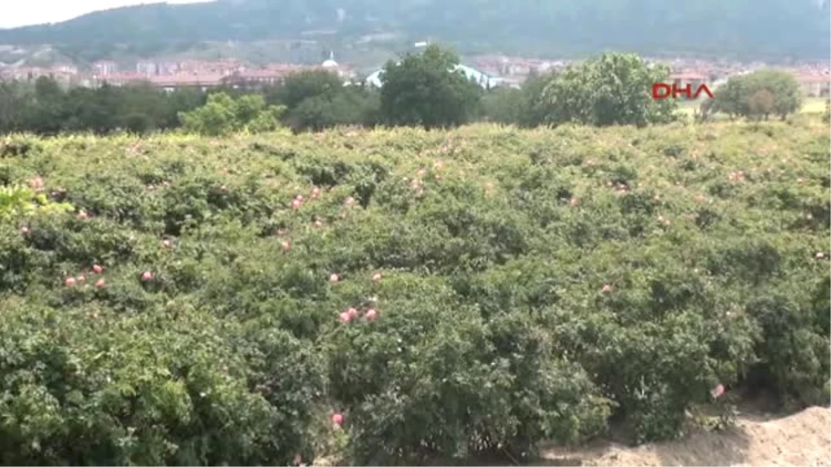 Isparta\'da 8 Bin Ton Gül Çiçeği Rekoltesi Bekleniyor