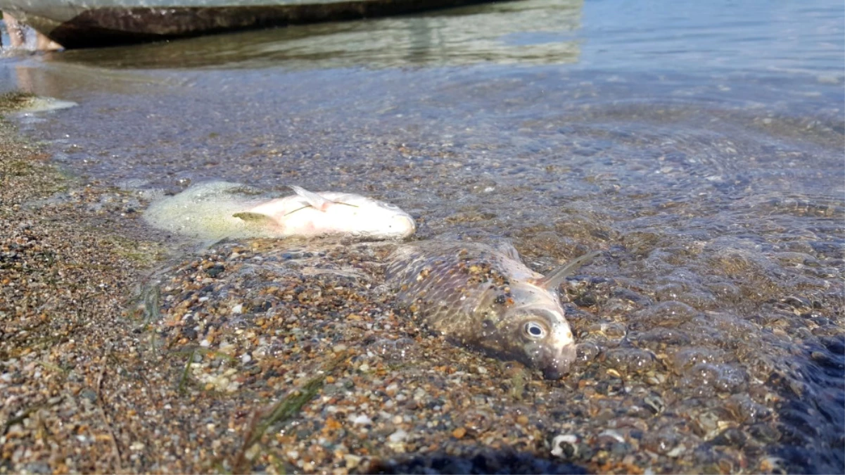 İznik Gölü\'nde Balıkçıların Ağları Ölü Balıklarla Doluyor