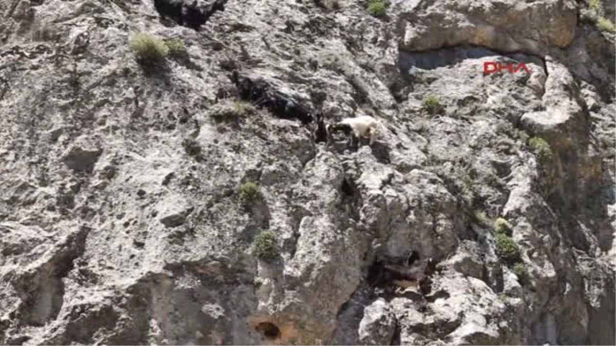 Kahramanmaraş Kayalıkta Mahsur Kalan 11 Keçi Kurtarıldı