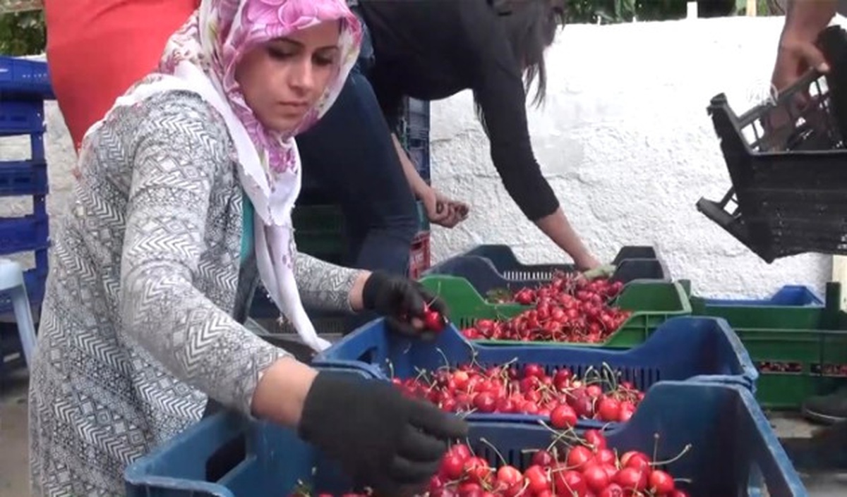 Demirci Kirazı" Üreticinin Yüzünü Güldürdü