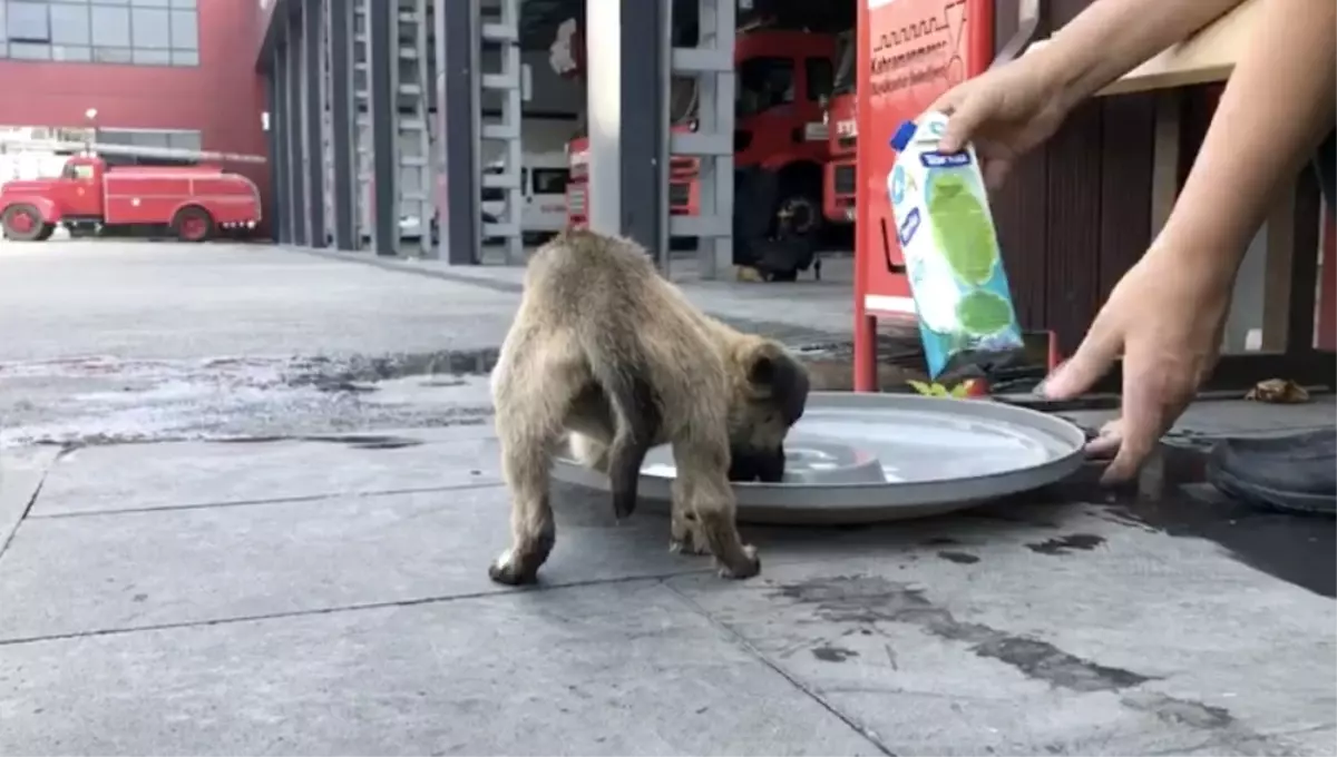 Havalandırma Boşluğuna Düşen Yavru Köpeği İtfaiye Kurtardı