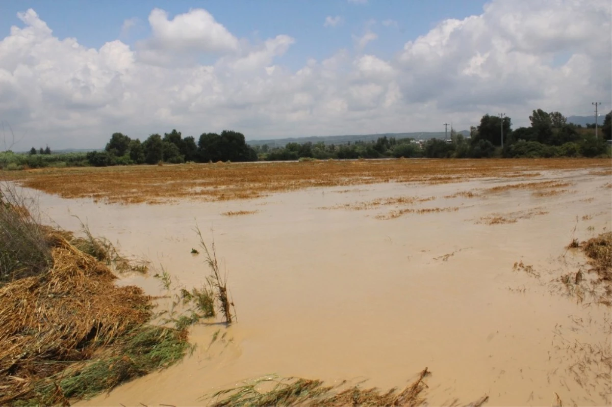 Manavgat\'ta Etkili Olan Yağmur Yüzlerce Dönüm Ekili Araziye Zarar Verdi
