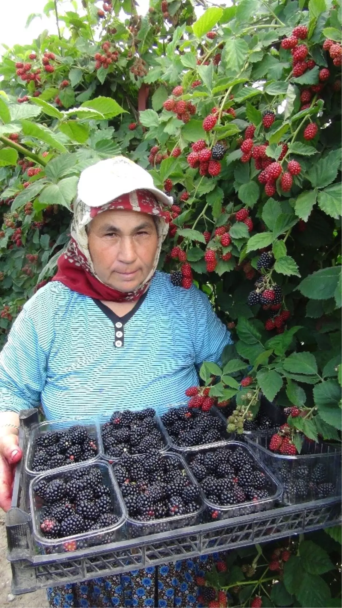 Mersin\'de Açık Alanda Böğürtlen Hasadı Başladı