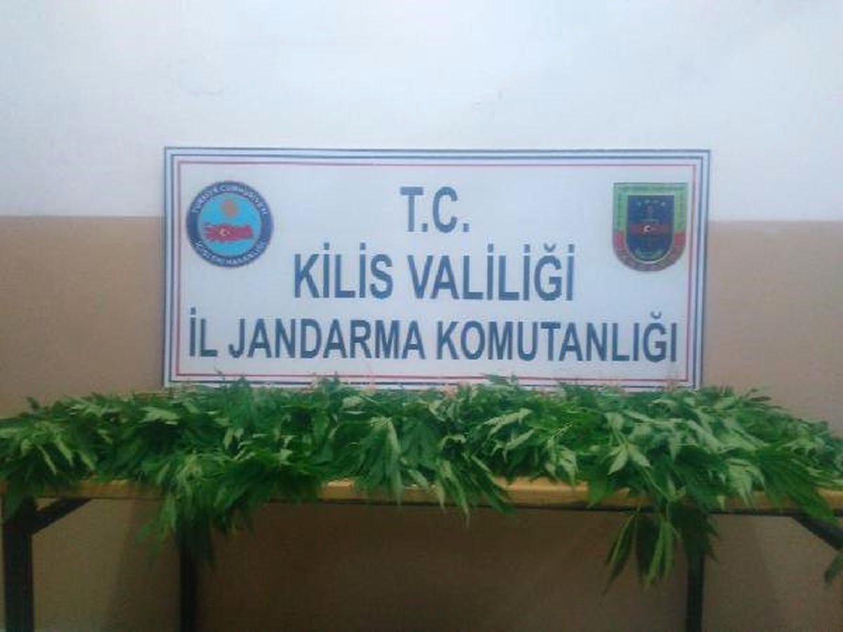 Polateli\'de 80 Kök Hintkeneviri Ele Geçirildi