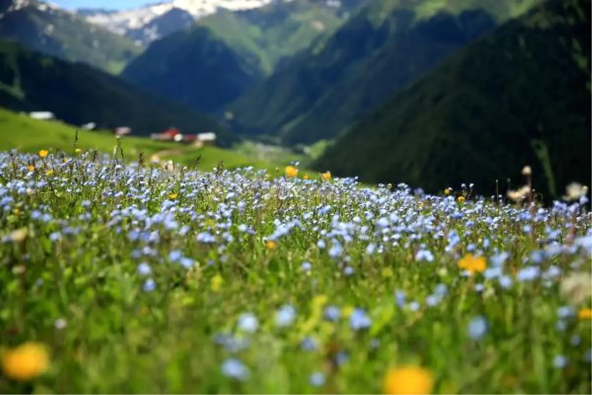 Rize Yaylaları Rengarenk