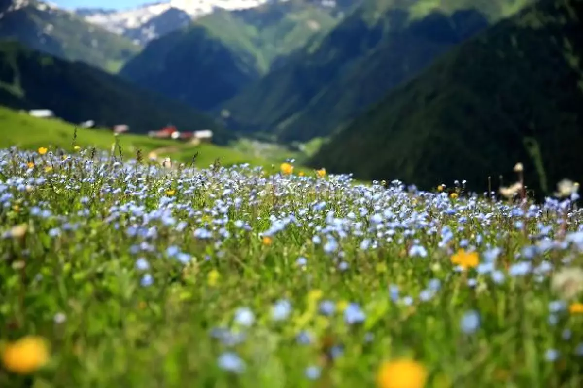 Rize Yaylaları Rengarenk