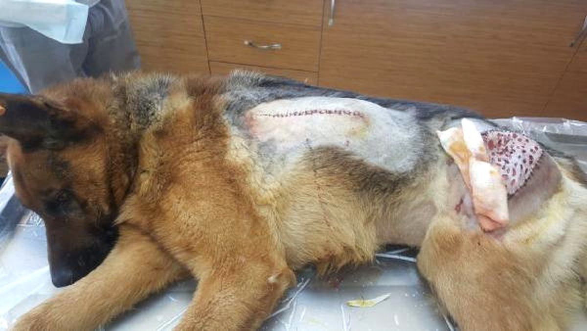 Yaralı Bulunan Köpeğe Doku Nakli Yapıldı