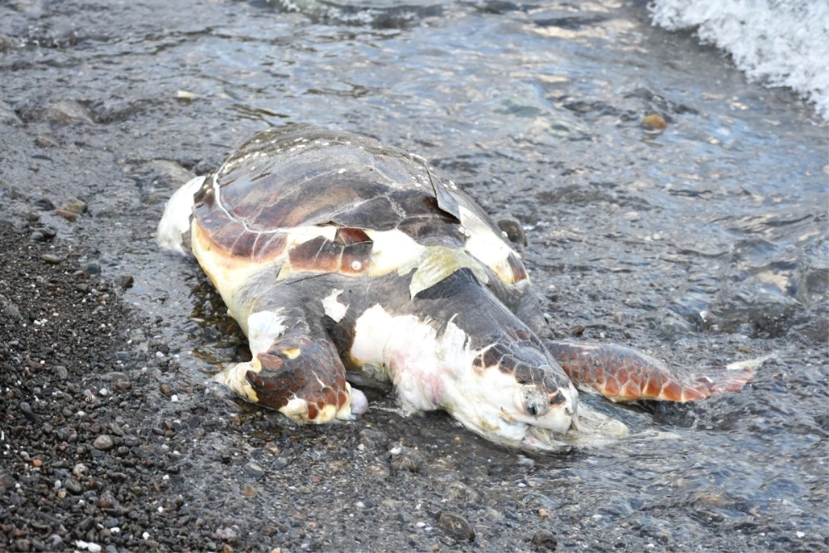 Caretta Caretta"Lar Ölmesin Diye Poşet Topladılar