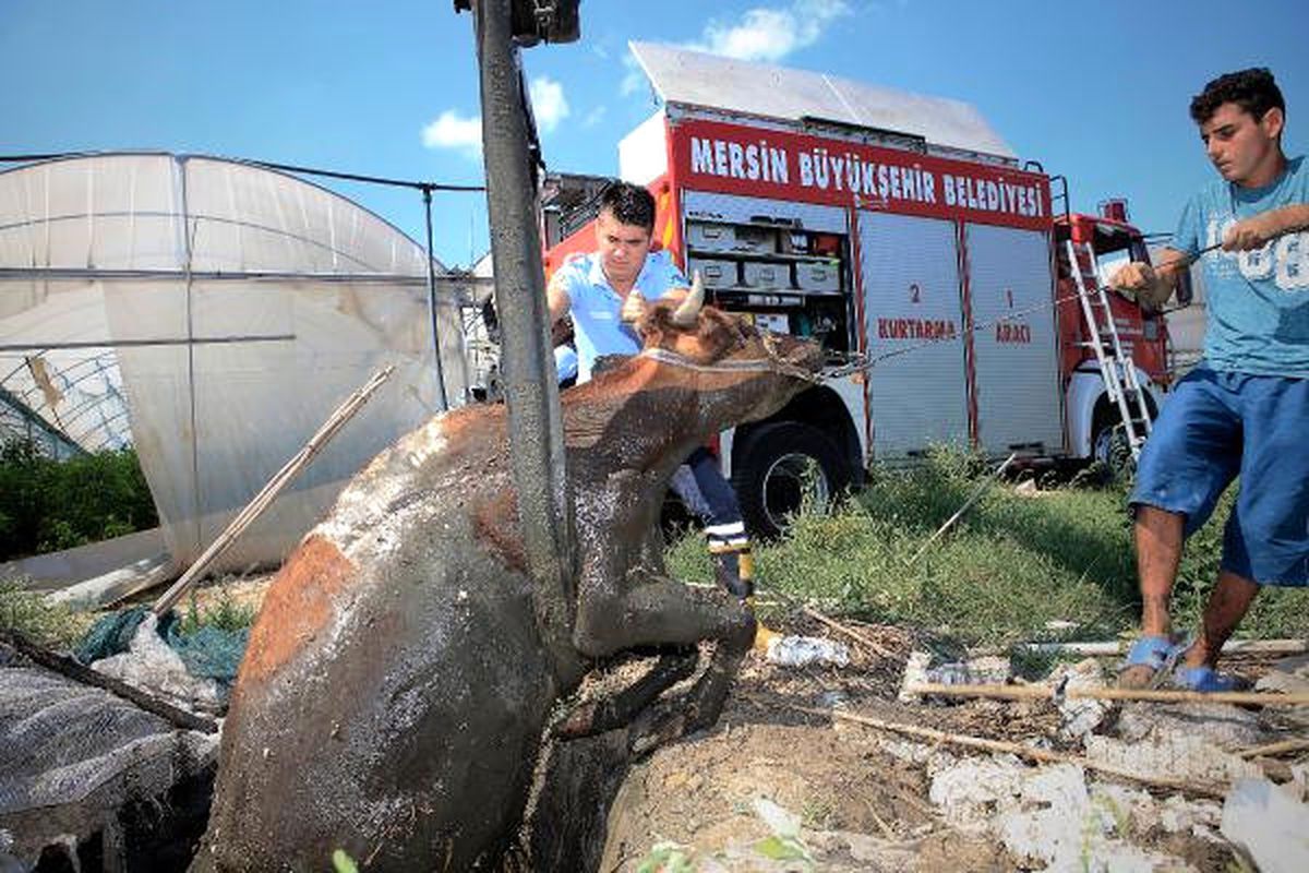 Foseptik Çukuruna Düşen İneği İtfaiye Kurtardı
