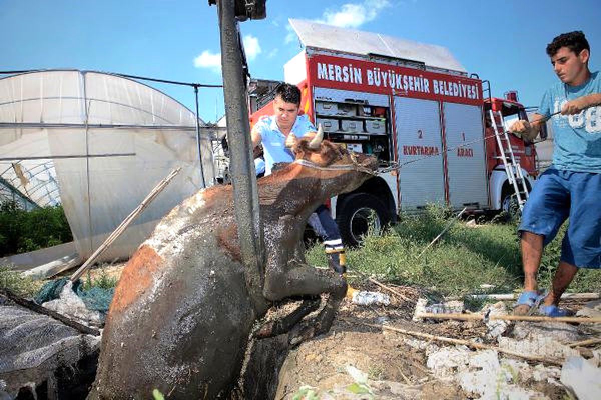 Fosseptik Çukuruna Düşen İnek, İtfaiye Ekipleri Tarafından Kurtarıldı