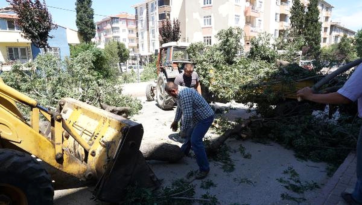 İzinsiz Ağaç Kesen Belediyeye 179 Lira Ceza
