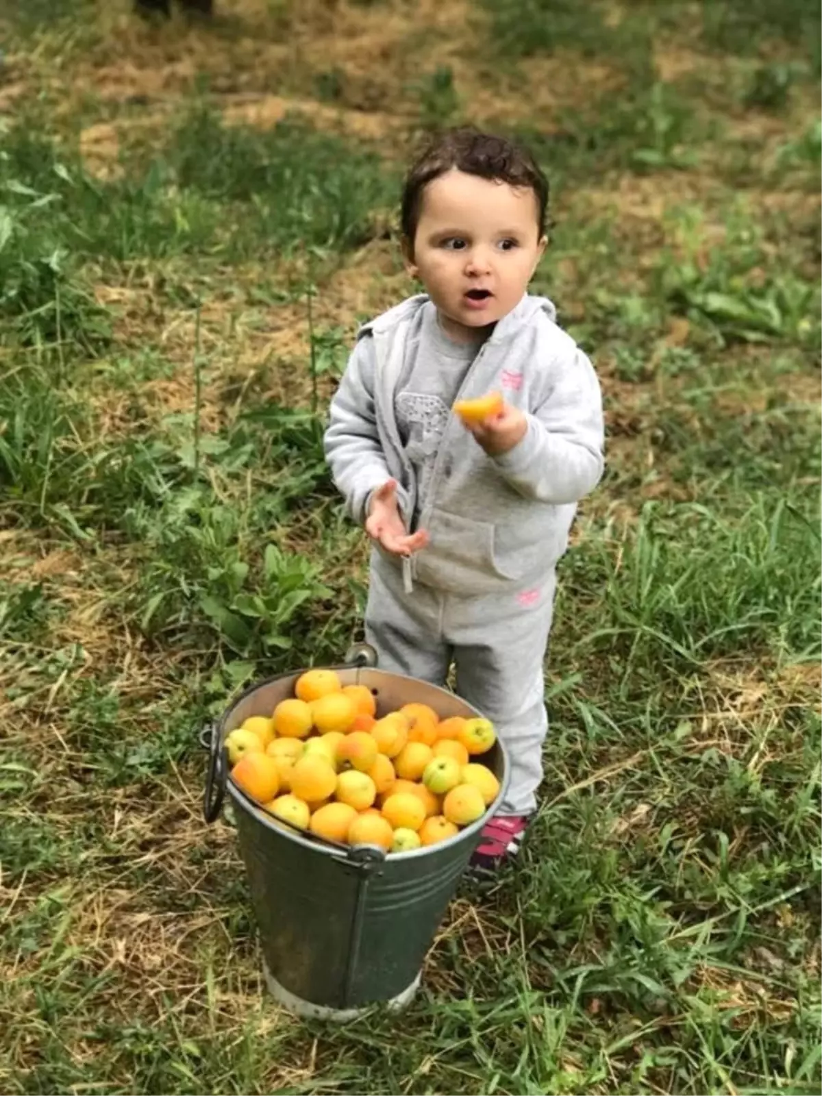 Mut Kayısısı Mersinli Üreticinin Yüzünü Güldürmeye Devam Ediyor