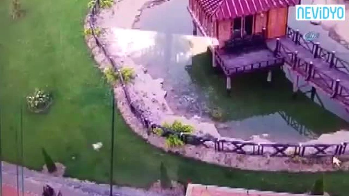Kurnaz Tilki Ördeği Böyle Avladı
