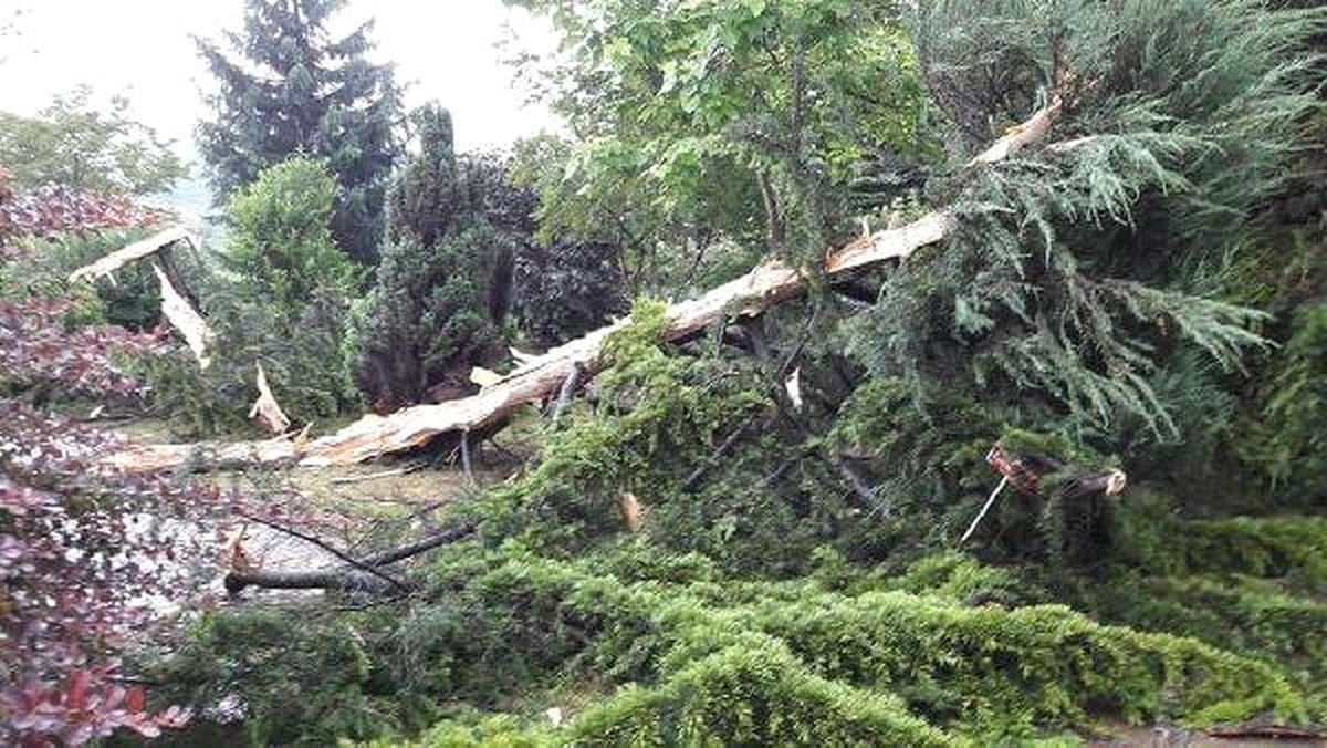 Ordu\'da Sedir Ağacına Yıldırım Düştü