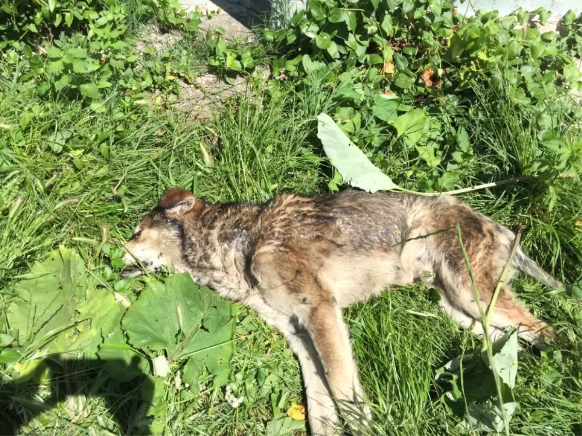 Kastamonu\'da 14 Köpek ile 18 Kedi, Zehirlenerek Öldürüldü