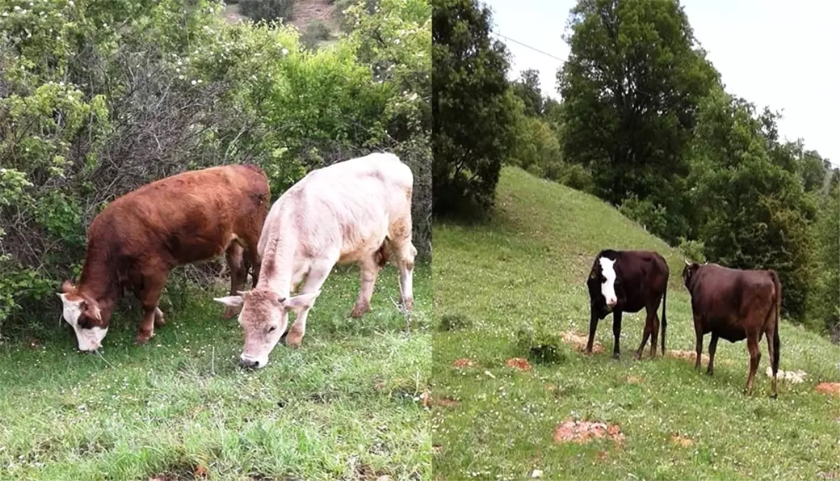 Yayladan Büyükbaş Hayvanlar Çalındı