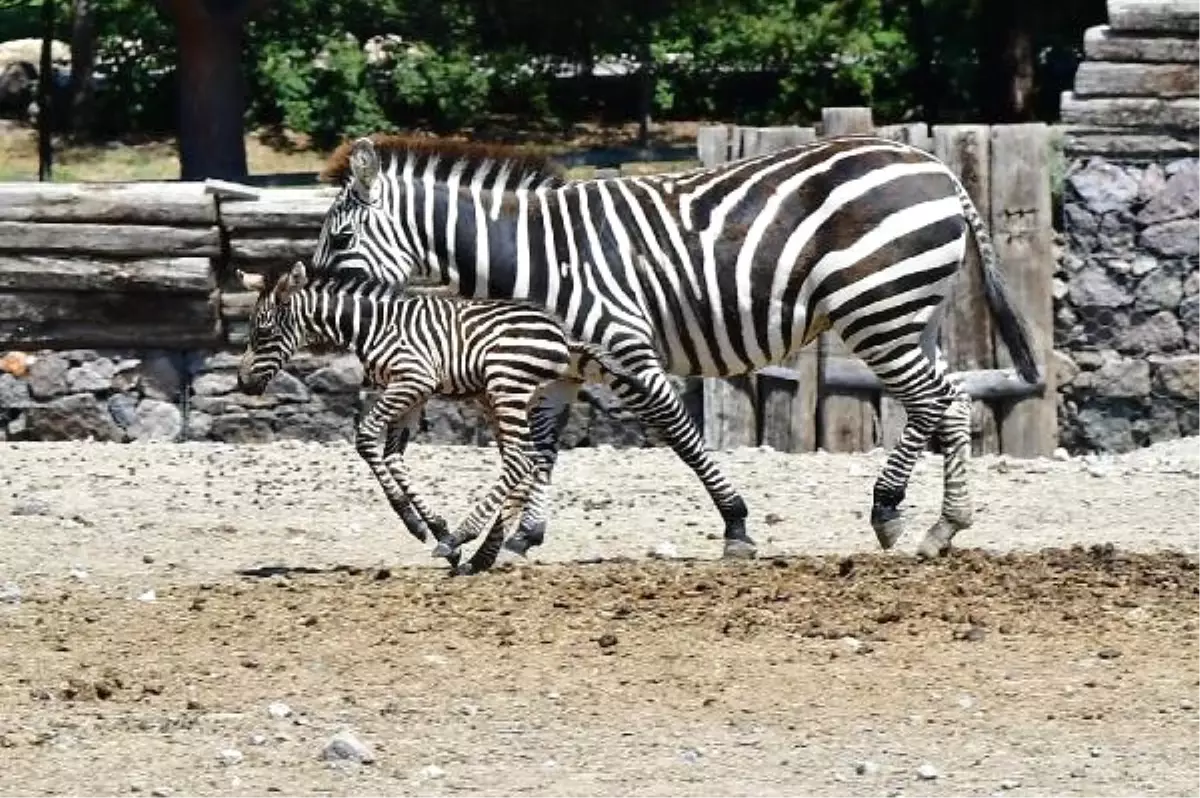 Zebra Zeliş\'e Kuzen Geldi