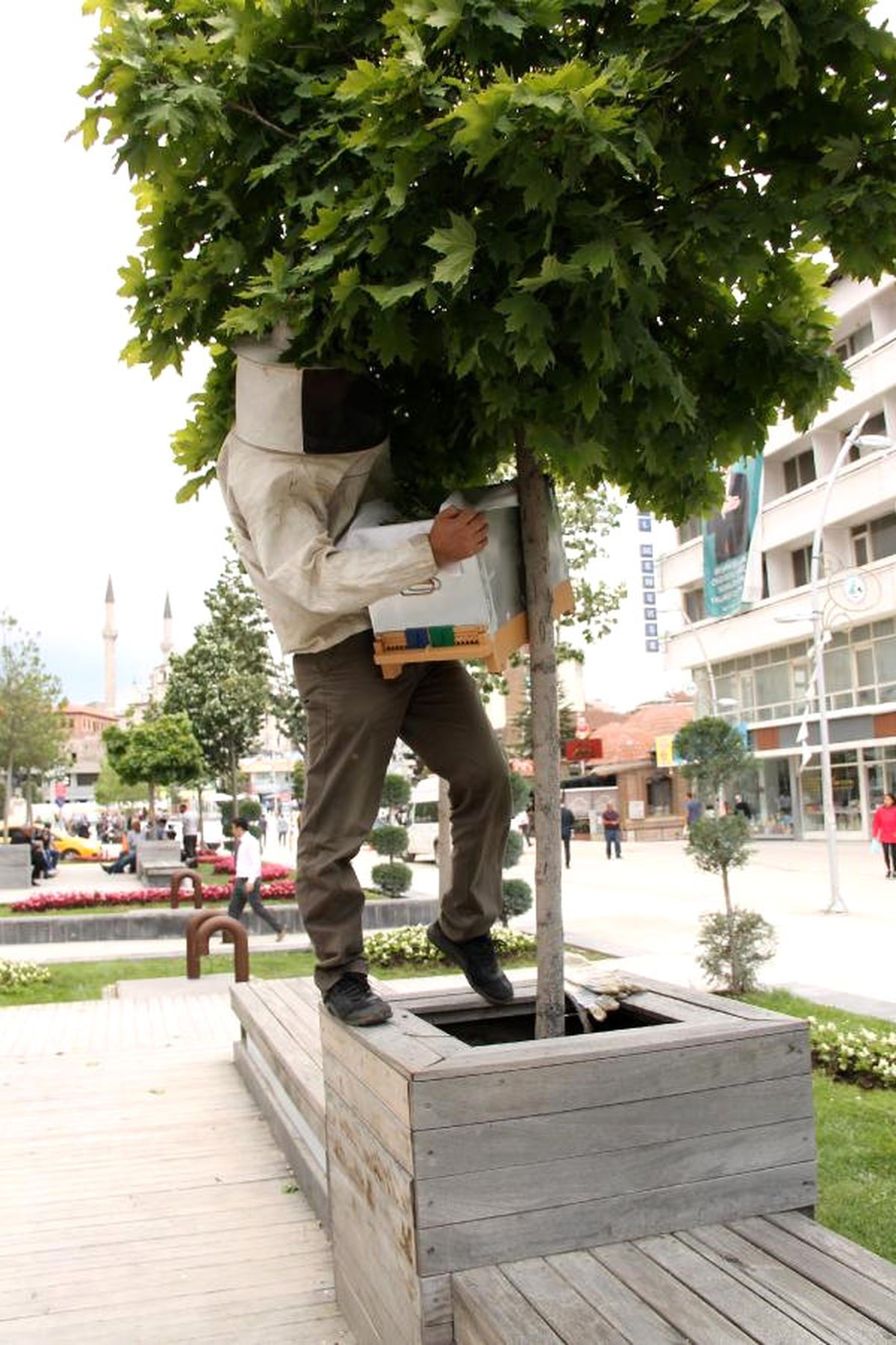 Ağaçta Toplanan Arılar Tedirgin Etti