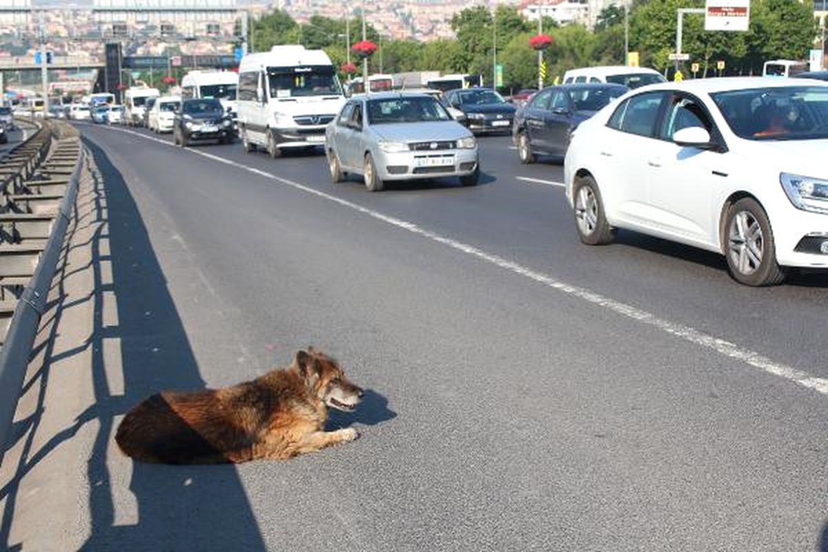 D-100 Karayolu\'nda Yol Ortasında Kalan Köpeğe Duyarlı Vatandaş Sahip Çıktı