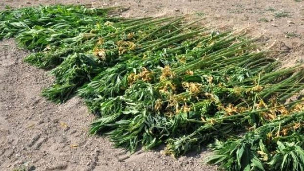 Kars\'ta Bin 320 Kök Hint Keneviri Ele Geçirildi